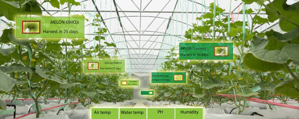 Predicting crop yields with Artifical Intelligence